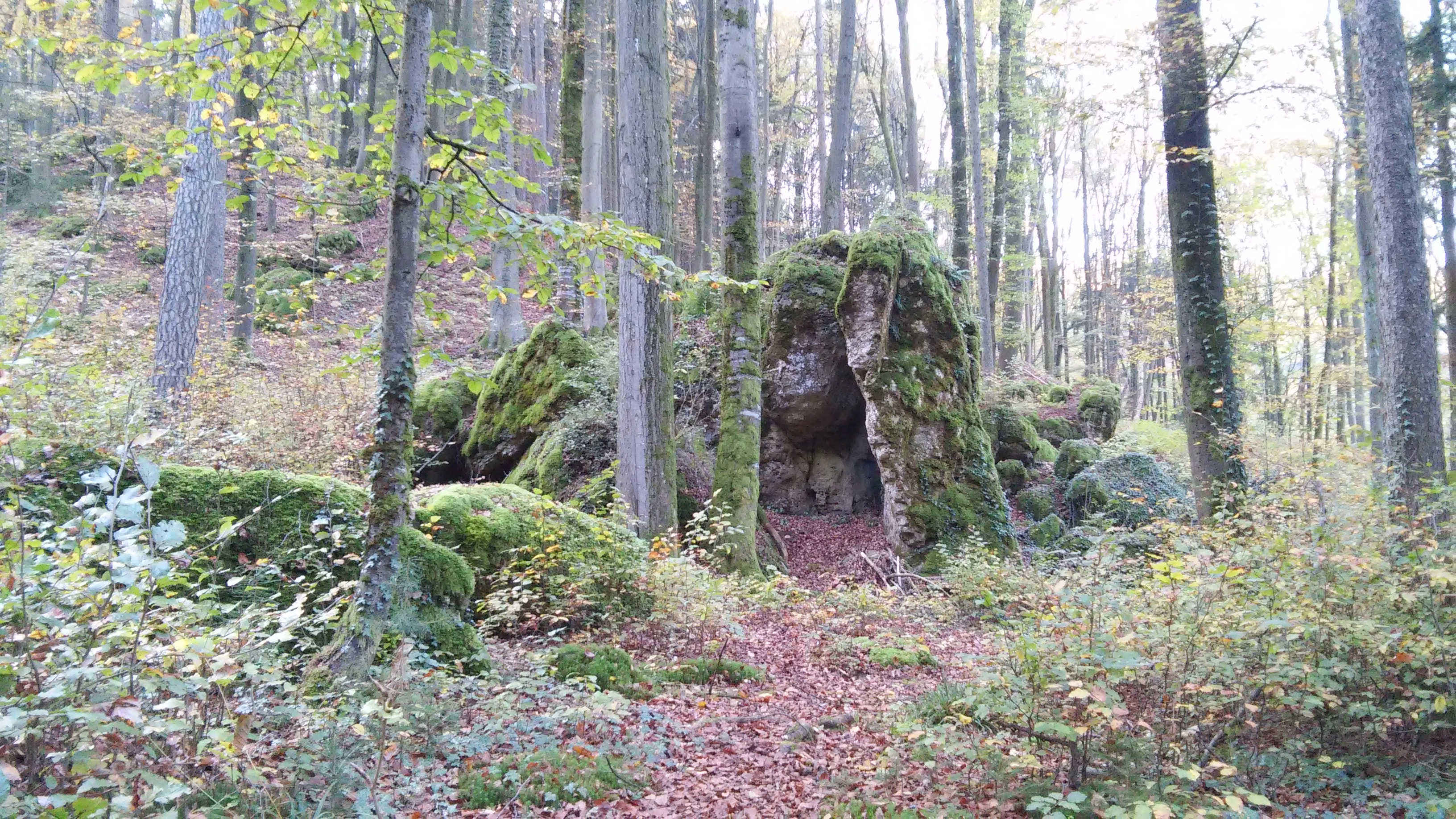 Grove of Druids