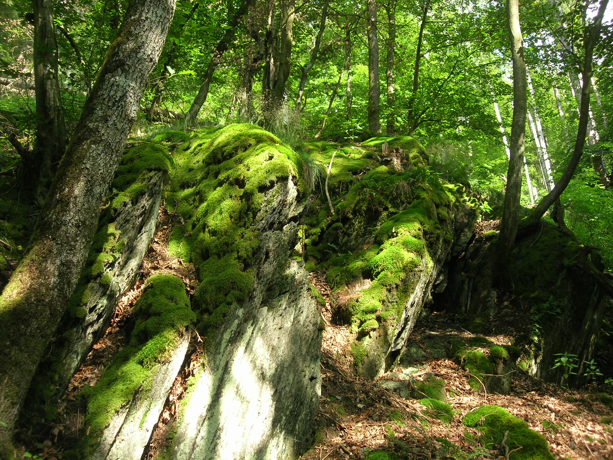 Wald am Burgkopf