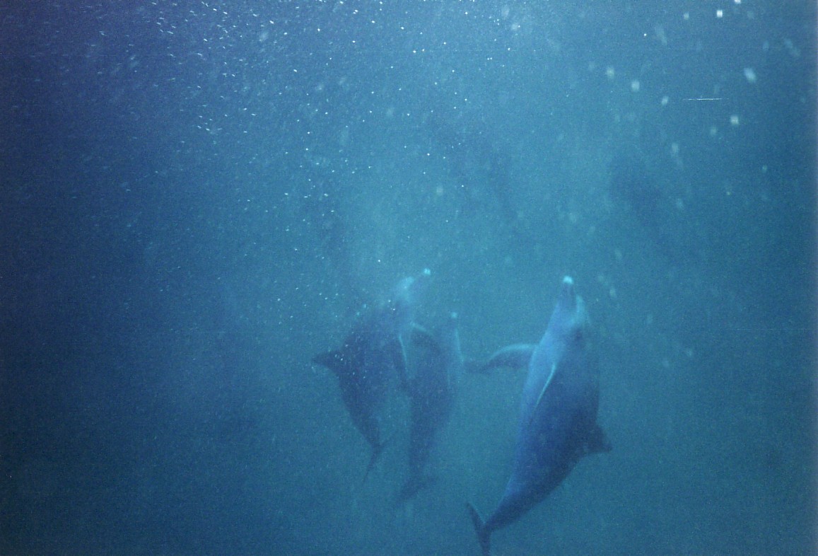 Alle Delphine begannen
      zur gleichen Zeit, wie in einem wundervoll synchronisierten Ballett,
      senkrecht zu Frank nach oben zu schwimmen.